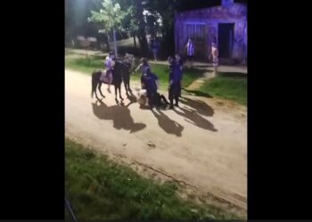 Hasta con un caballo: detienen a un hombre que intentó esconderse en el techo de una casa en Alejandro Korn
