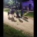 Hasta con un caballo: detienen a un hombre que intentó esconderse en el techo de una casa en Alejandro Korn