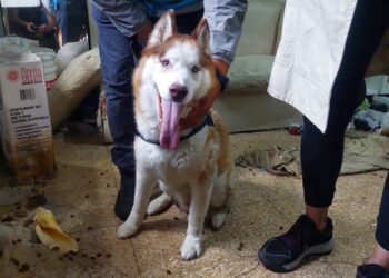 Rescataron a “Drako”, un perro abandonado en una casa de Liniers