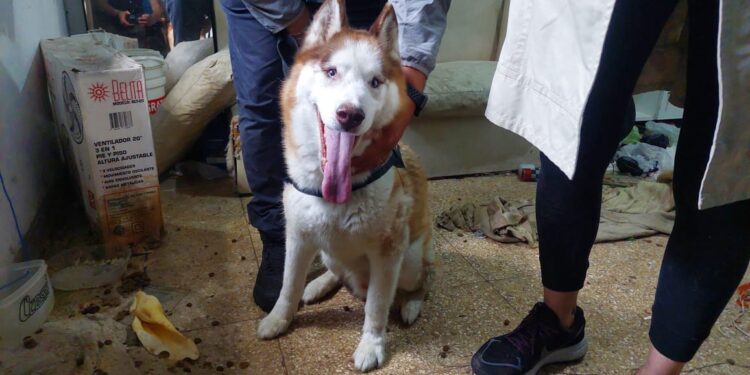 Rescataron a “Drako”, un perro abandonado en una casa de Liniers