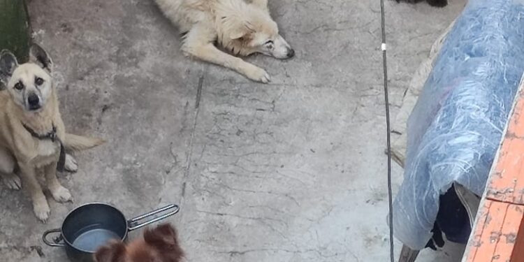 Rescatan a 6 perros y 2 gatos de una casa de Villa Lugano