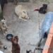 Rescatan a 6 perros y 2 gatos de una casa de Villa Lugano