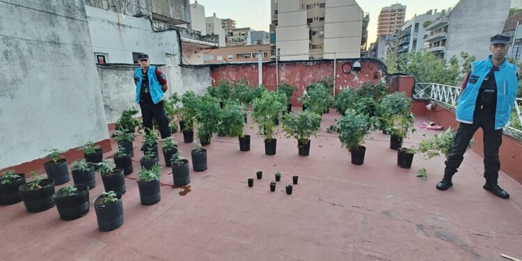 Desmantelan sala de cultivo de marihuana en Villa Urquiza