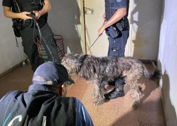 Rescatan más de 50 animales en condiciones de hacinamiento en Balvanera